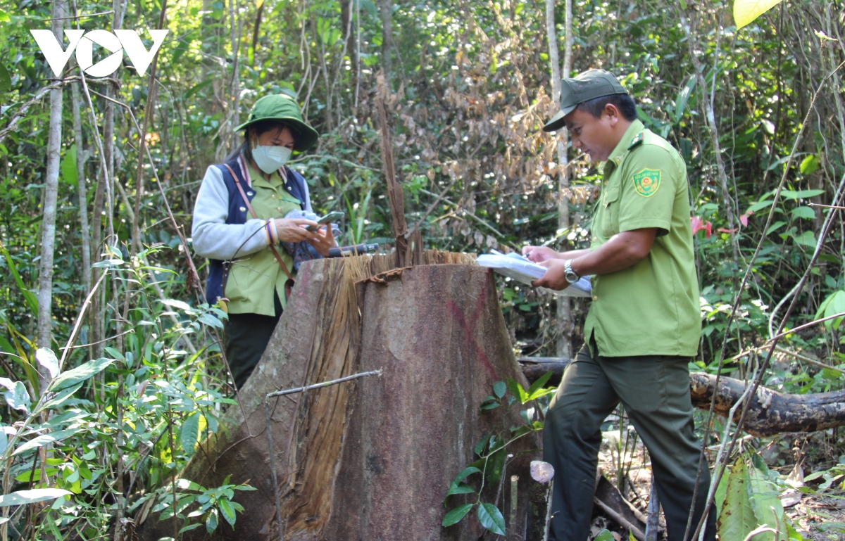 Có dấu hiệu tội phạm trong vụ phá rừng phòng hộ Vân Canh